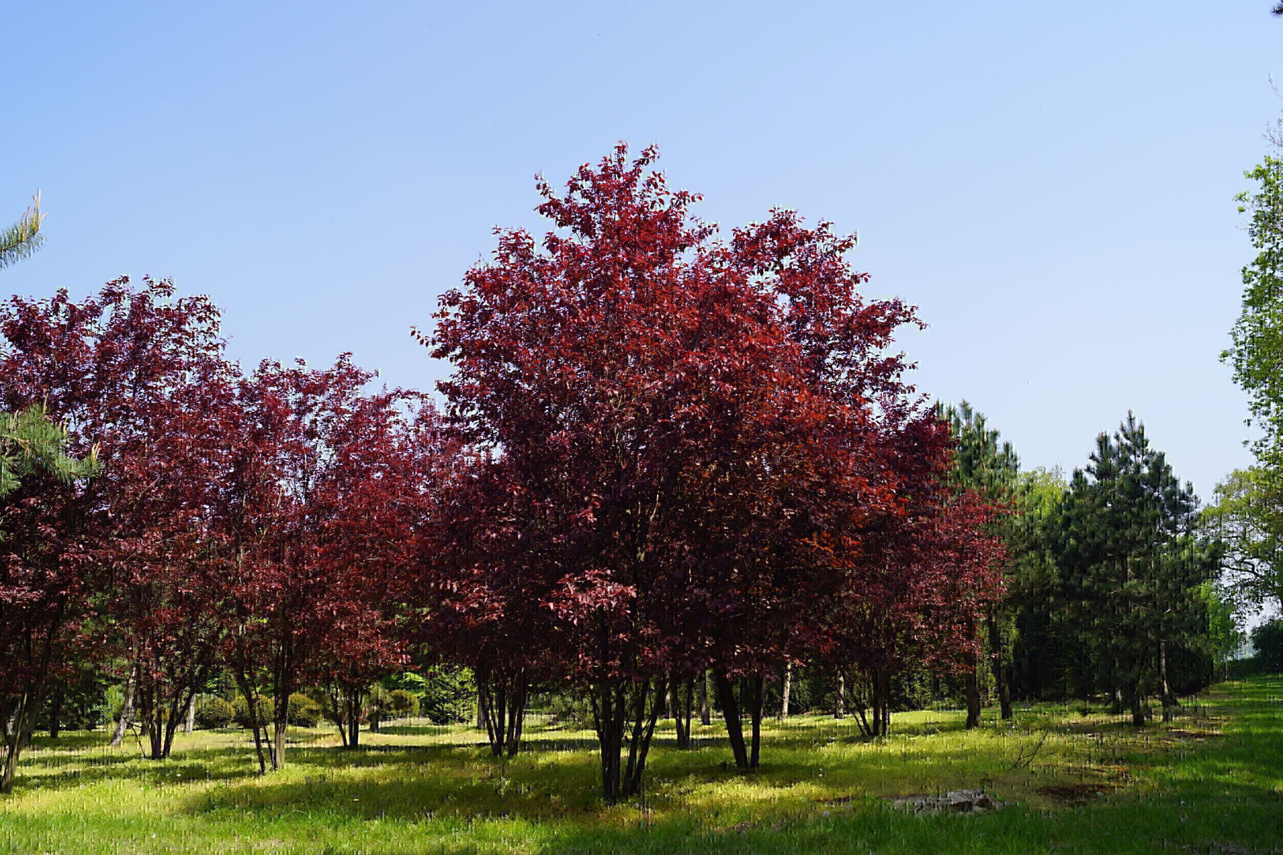 15. Prunus cerasifera 'Nigra'